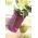Горщик для квітів орхідеї - Кубі - 13 см - Фіалка - 