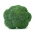 BIO - 브로콜리 - 유기농 종자 인증 - 300 종자 - Brassica oleracea convar. Botrytis - 씨앗