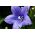 زهرة البالون الأزرق الصينية الجريس ، platycodon - 220 البذور - Platycodon grandiflorus - ابذرة