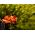 Червоні авені, чилійські вени, подвійні криваві мери - 135 насіння - Geum chiloense