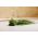 Laiškinis česnakas - BIO - 850 sėklos - Allium schoenoprasum L.
