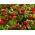 Tusensköna - dubbla blommor – "Grace" - röd - 600 frön - Bellis perennis grandiflora.