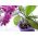 Vaso di fiori di orchidea - Coubi DSTO - 12,5 cm - Viola opaco - 