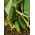 الخيار "Edmar F1" - التخليل ، مجموعة متنوعة خالية من المرارة لزراعة الحقول والاحتباس الحراري - 105 بذور - Cucumis sativus - ابذرة