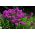 Phlox mùa thu, phlox vườn, phlox lâu năm, phlox mùa hè - 100 hạt - Phlox paniculata