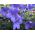 زهرة البالون الأزرق الصينية الجريس ، platycodon - 220 البذور - Platycodon grandiflorus - ابذرة