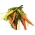 Gulerod - sort mix med flerfarvede rødder - Daucus carota - frø