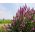 Пурпурний вербейник, шипами вербейник, пурпурний літрум - 11500 насіння - 