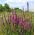 Пурпурна тръстика, шипова пухкава, лилава литрум - 11500 семена - 