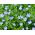 פשתן רב שנתי, פשתן כחול, מוך - 700 זרעים - Linum perenne