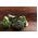 ברוקולי "Limba" - 300 זרעים - Brassica oleracea L. var. italica Plenck