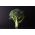 ブロッコリー「リンバ」 -  300粒 - Brassica oleracea L. var. italica Plenck - シーズ
