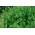 Pennyroyal; Pennyril, Squaw mynte - 1500 frø - Mentha longifolia
