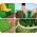 Brun gräsmatta - 15 cm x 9 m - CELLFAST - 