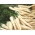 Peteršel "Alba" - 3000 semen - Petroselinum crispum  - semena