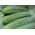 Огірок "Партнер" - самозапильний сорт для польового, тепличного або тунельного культивування - 105 насінин - Cucumis sativus - насіння
