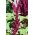 Фіолетовий амарант, перо князя - Amaranthus paniculatus - 1500 насіння