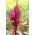 Purple Amaranth, Princeova perie - Amaranthus paniculatus - 1500 semien - semená