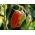 BIO - Greenhouse tomato "Marzano 2" - certified organic seeds - 225 seeds
