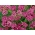 Болотный молочай, розовый молочай, розовый молочный цветок, болотный шелковик, белая индийская конопля "Золушка" - 60 семян - Asclepias incarnata Cinderella - семена