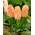 Jacinthe - Gipsy Queen - paquet de 3 pièces - Hyacinthus