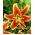 Tree Lily Lilium Mr Job - bulb / tuber / root