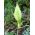 اللوف - 5 لمبات - Arum Italicum