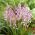 Scilla, Squill Pink - 10 květinové cibule - Scilla Siberica 