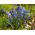 Rysk blåstjärna - paket med 10 stycken - Scilla siberica