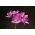 Allium oreophilum - 20 kvetinové cibule
