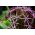 Česnakai - Cristophii - pakuotėje yra 5 vnt - Allium cristophii