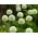 Dekoratív fokhagyma - Mont Blanc - Allium Mont Blanc