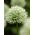 Decoratieve knoflook - Mont Blanc - Allium Mont Blanc
