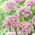 Dekorativ hvitløk - Pink Jewel - Allium Pink Jewel