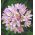 mawar bawang putih - 20 lampu -  Allium Roseum