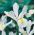 아이리스 hollandica 화이트 엑셀 시어 - 10 구근 - Iris × hollandica