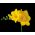 Freesia Double Yellow - 10 kvetinové cibule