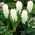 Hyacinthus Carnegie – Hyazinthe Carnegie - 3 Zwiebeln