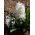 Hyacinthus Carnegie - Υάκινθος Carnegie - 3 βολβοί -  Hyacinthus orientalis