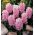 ดอกผักตบชวา - ผักตบชวา Fondant - 3 หลอด -  Hyacinthus orientalis
