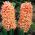 ヒヤシンスジプシークイーン - ヒヤシンスジプシークイーン -  3球根 - Hyacinthus