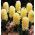 Hyacinthus市哈勒姆 - 风信子市哈勒姆 -  3个电洋葱 -  Hyacinthus orientalis