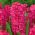 Hyacinthus Jan Bos - Hyacinth Jan Bos - 3 bebawang -  Hyacinthus orientalis