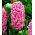 مروارید Hyacinthus Pink - Hyacinth Pink مروارید - 3 لامپ -  Hyacinthus orientalis 