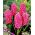 مروارید Hyacinthus Pink - Hyacinth Pink مروارید - 3 لامپ -  Hyacinthus orientalis 
