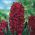 Hiacintas - Woodstock - pakuotėje yra 3 vnt - Hyacinthus
