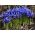 قزحية شبكية - 10 البصلة - Iris reticulata