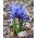 ม่านตา reticulata - 10 หลอด - Iris reticulata