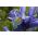 Iris holandica Saphire Beauty - 10 lukovica - Iris × hollandica