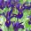 Skalbes (Iris × hollandica) - Purple Sensation - 10 gab. Iepakojums